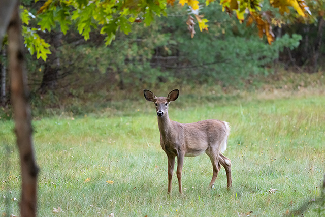Sony A1 Review: Field Test -- Gallery Image