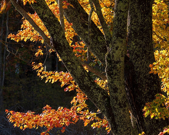 Sony A1 Review: Field Test -- Gallery Image