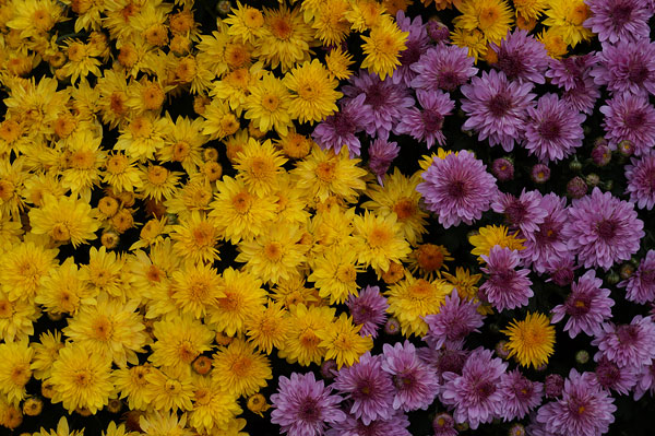 Sony A3000 review -- Sample photo