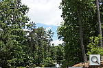 Click to see AA37PINE.JPG