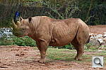 Click to see YDSC00014.JPG