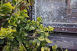 Click to see Y-DSC00043.JPG