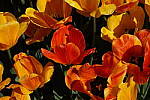 Click to see Y-DSC00519.JPG