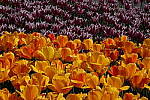 Click to see Y-DSC00521.JPG