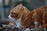 Click to see Y-DSC01086-55-210MM.JPG