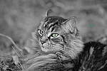 Click to see Y-DSC01133-50MM.JPG
