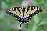 Click to see YA-50MM-LENS-214.JPG