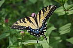 Click to see YA-KIT-LENS-150.JPG