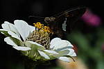 Click to see YB-KIT-LENS-119.JPG