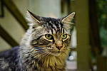 Click to see YD-35MM-FE-LENS-244.JPG