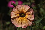 Click to see YE-KIT-LENS-110.JPG