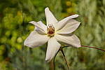 Click to see YF-35MM-FE-LENS-215.JPG