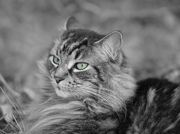 Sony A5100 Review - sample gallery image