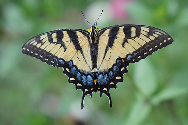 Sony A5100 Review - Sample Image