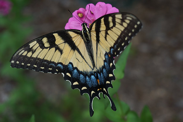 Sony A5100 Review - Sample Image