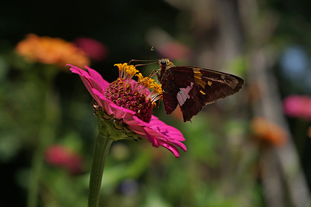 Sony A5100 Review - Sample Image