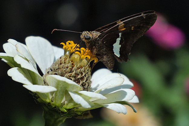Sony A5100 Review - Sample Image