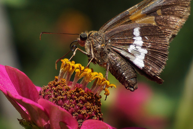 Sony A5100 Review - Sample Image