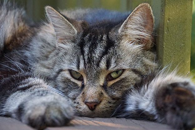 Sony A5100 Review - Sample Image