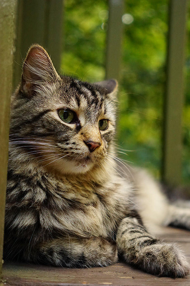 Sony A5100 Review - Sample Image