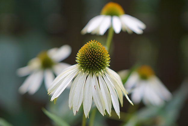 Sony A5100 Review - Sample Image