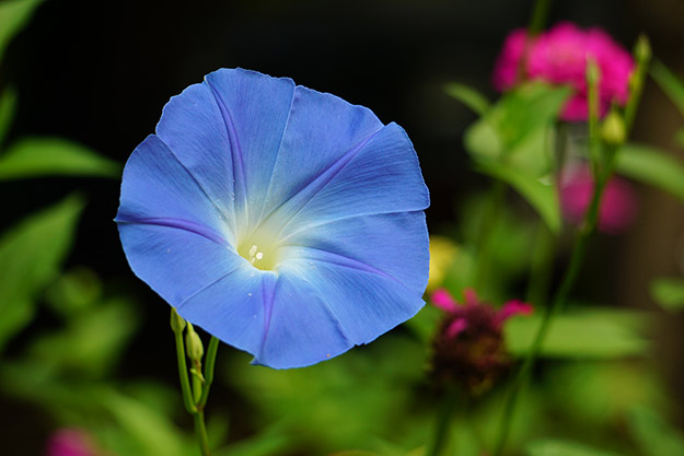 Sony A5100 Review - Sample Image