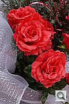 Click to see YDSC00033.JPG