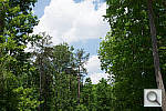 Click to see AA58PINE_ACRu300r03.JPG