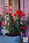 Click to see YDSC00903.JPG