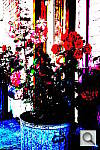 Click to see YDSC00904.JPG