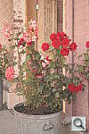 Click to see YDSC00905.JPG