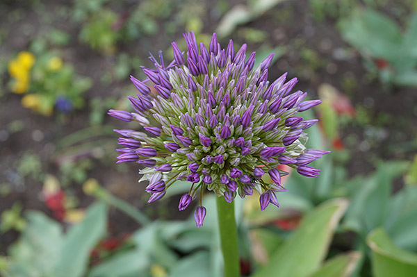 Sony A58 review -- Sample photo