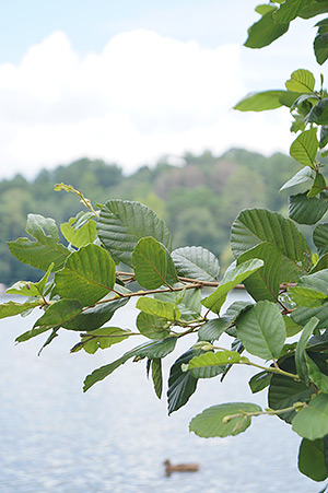 Sony A58 review -- Sample photo with DRO Level 5