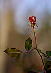 Click to see Y-56mm-3165-EDT.JPG