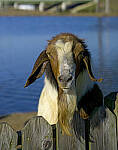 Click to see Y-56mm-3207-EDT.JPG