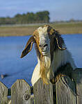 Click to see Y-56mm-3208-EDT.JPG