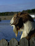 Click to see Y-56mm-3209-EDT.JPG