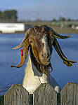 Click to see Y-56mm-3213-EDT.JPG