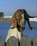 Click to see Y-56mm-3215-EDT.JPG