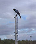 Click to see Y-56mm-3275-EDT.JPG