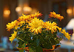 Click to see Y-A-PRT-DSC00131.JPG