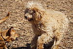 Click to see Y-AB-24-240MM-405.JPG