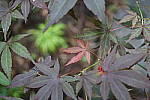 Click to see Y-DSC02920.JPG