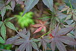 Click to see Y-DSC02920_AUTUMN.JPG