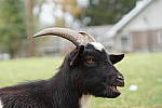 Click to see YG1-70-200MM.JPG