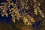 Click to see YG18-50MM.JPG