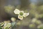 Click to see YG19-50MM.JPG