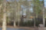Click to see YG20-50MM.JPG