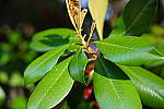 Click to see YG21-50MM.JPG