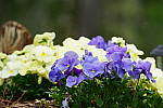 Click to see YG3-70-200MM.JPG